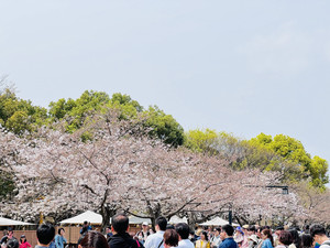 别府游记图文-疫情后游日本--九州行（鹿儿岛、熊本、福冈、别府）10日游