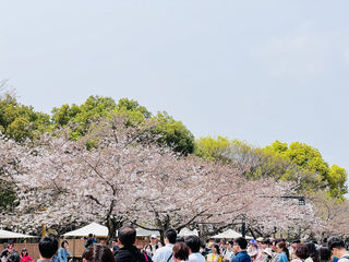 疫情后游日本--九州行(鹿儿岛、熊本、福冈、别府)10日游