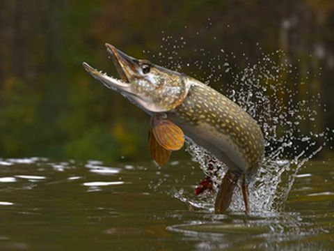 船钓 Pike（梭子鱼/白斑狗鱼）| 英国 普利茅斯 Plymouths