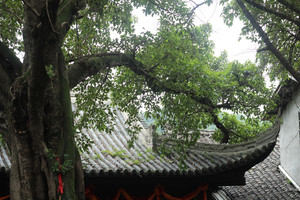 三台游记图文-2024年国庆家里蹲两天游