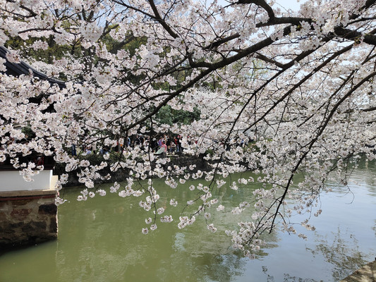长春花漪，绝胜樱花在鼋渚