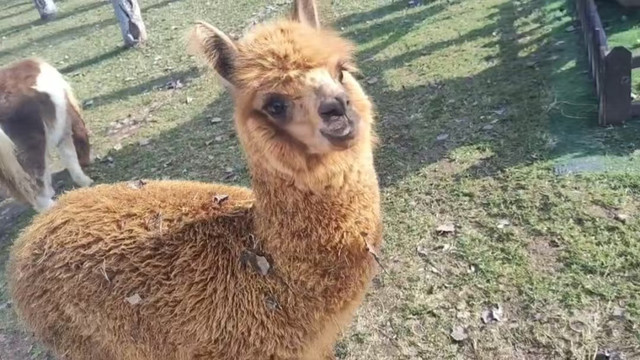 西安新晋网红打卡新地标—昆明池萌宠乐园