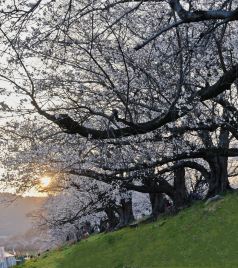 大津市游记图文-纯赏樱之旅——京都滋贺5天4晚