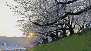 宇治市游记图文-纯赏樱之旅——京都滋贺5天4晚