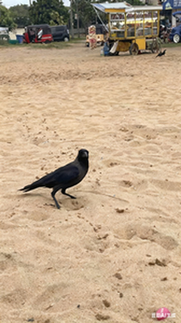 尼甘布游记图文-桑切 一个热爱功夫的出租“车”司机