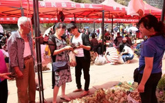 会理游记图片] 食端午丨3万人来这个小古城只为吃药根 还破了世界纪录