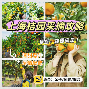 秋天就该摘橘子!长兴岛桔园农庄采摘+团建全攻略
