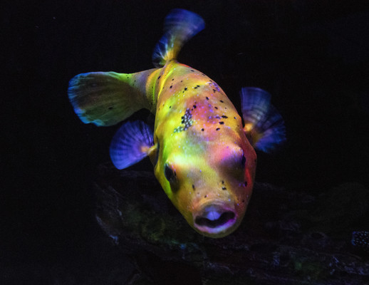 上海海昌海洋公园随拍照片集锦(三)