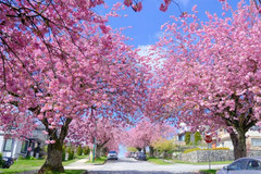 香川县游记图片] 「日本香川」我本以为大阪樱花够美了，直到来到这里