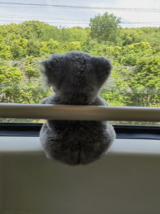 哈尔滨的5岁宝宝初春游记(二)开启南方之旅第一站-上海