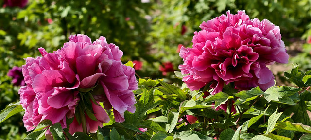 来到牡丹的鼻祖地——菏泽