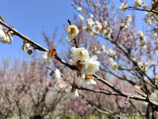 梅花盛宴，在荣氏梅园登录（上）