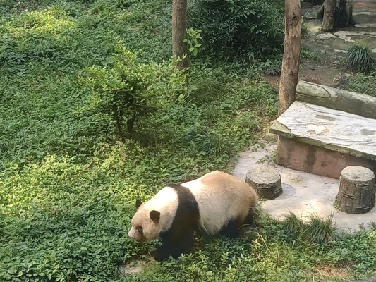 重庆自驾游 雾都好生活