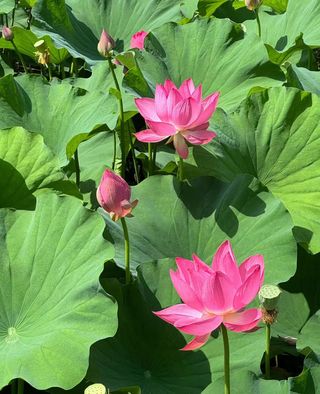 接天莲叶无穷碧，映日荷花别样红，松月湖的荷花开啦