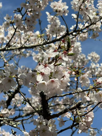 佐贺游记图片] 樱花季，以佐贺为名，开启一场慢节奏放松游