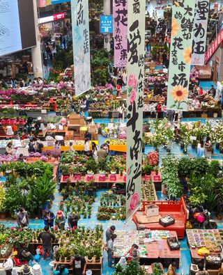 斗南花市深度游:玫瑰论捆买,多肉按斤挑,这才是鲜花天堂该有的样子💫