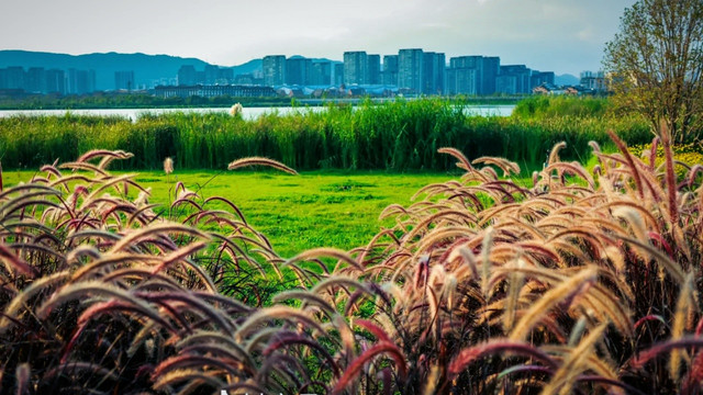 昆明草海隧道湿地公园，荻花盛开，又一个网红打卡地！