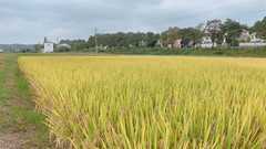 长沙县游记图片] 长沙周边|《航拍中国》都来取景de绝美稻田