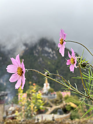 你知道春天的巴拉格宗也可以玩雪吗?