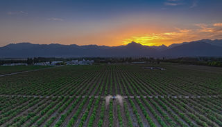 【遇见枸杞】 殷红子熟枸杞庄园