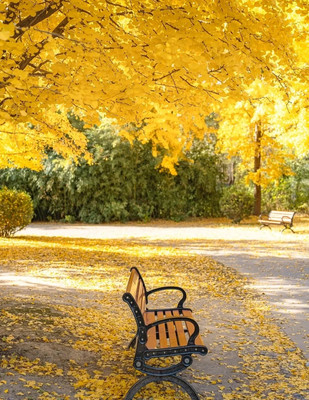 🍂11-12月浪漫预警!上海12个赏银杏攻略