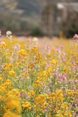成都周边游|半天时间在绵竹怎么玩~