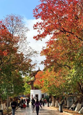 翠湖秋意浓,丽瑞德藏着昆明最治愈的秋日时光