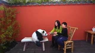 寒假的尾巴带儿子穿越重庆森林，见见天府之国的国宝