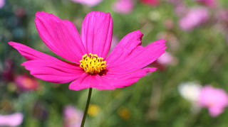 西藏旅行 穿越甘青 此生必驾（第二周）