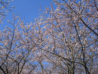 3月贵州8天自由行（二、平坝樱花篇）