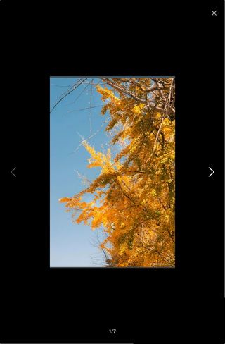 梧桐覆巷,烟火藏诗