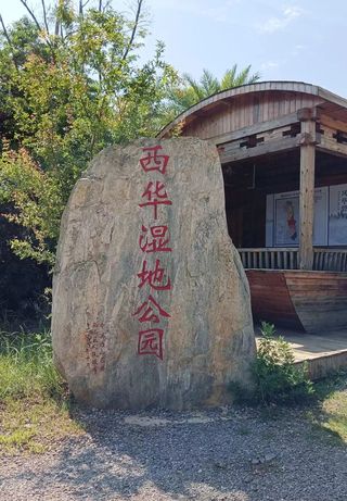 昆明避寒封神！人均闯进金黄银杏海🌾