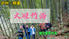纳溪区中心游记图片] 泸州纳溪的大旺竹海，风景秀丽规模巨大，堪比宜宾著名的蜀南竹海