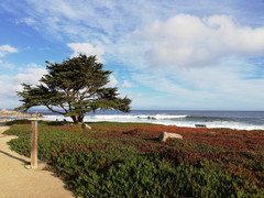 旧金山游记图片] 8天美西自驾旅游攻略——和她一起体验四季变化