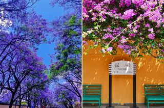 中国七大春季赏花胜地，游览3个是春游达人，打卡5个是花季专家，春天一定要去一次！！