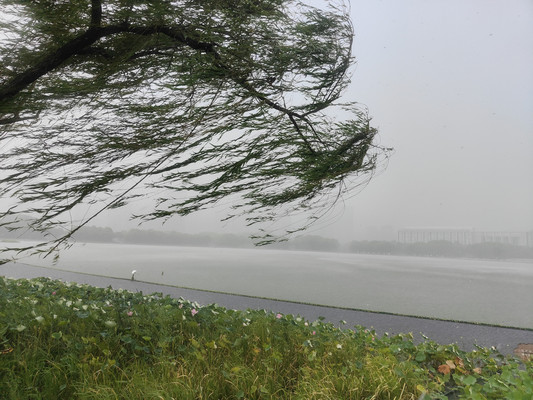 荷,风狂雨骤散清香
