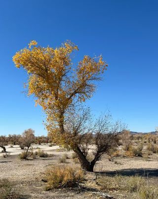 2025年一家五口亲子游从四川南充--新疆沙雅感受胡杨林的浪漫