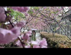 山东游记图片] 台儿庄古城踏春出行不可错过的赏花攻略