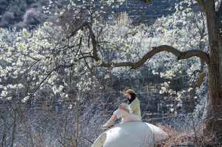 金川梨花季｜成都出发3天2晚赏花攻略