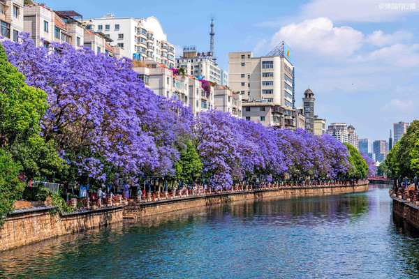 五一旅行攻略:探索云南昆明,逛春城赏春花,尽享惬意度假时光