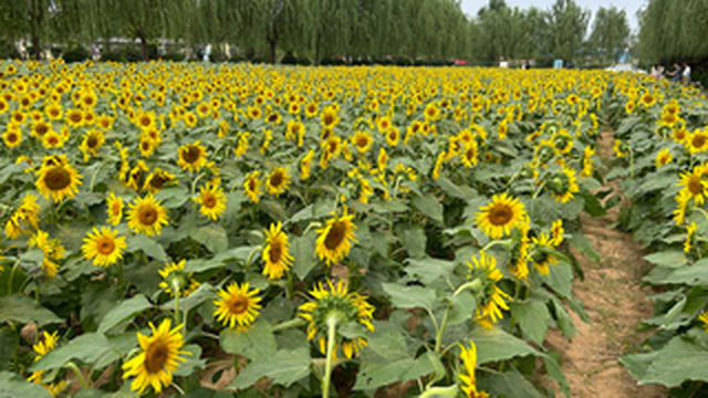 济南向日葵花海绽放 吸引众多市民打卡拍照