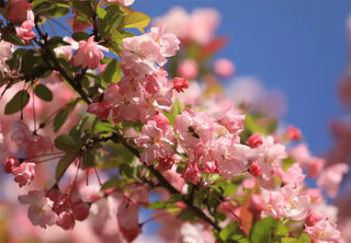 春风十里,不如茂县樱花等你!这份浪漫花期预告请收好~