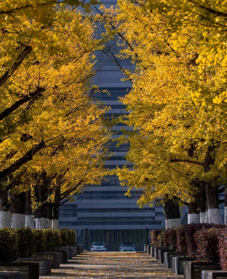 ✨贵阳秋色盛宴:恒世纪酒店邂逅梦幻银杏之旅🍂