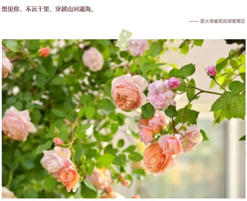 免费门票+攻略 | 五一假期提前曝光!万朵月季齐绽放,就在…