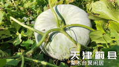 梨木台/九山顶度假区游记图片] 来天津蓟县民宿梨木台聚闲居感受不一样的秋天-民宿汇