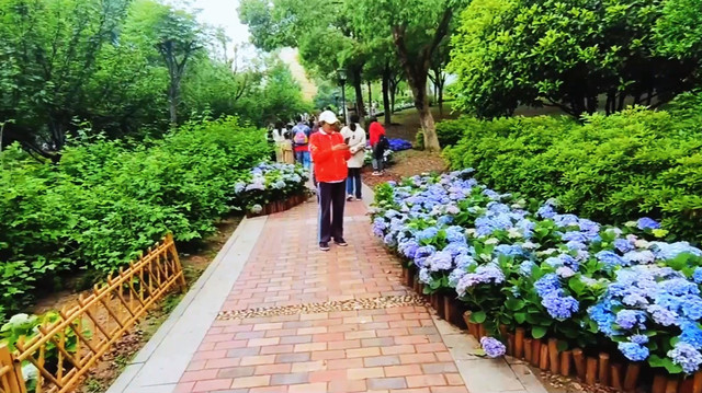 众多鲜花门设座位拍照 梯田式绣球花带 景观色彩和层级异常丰富