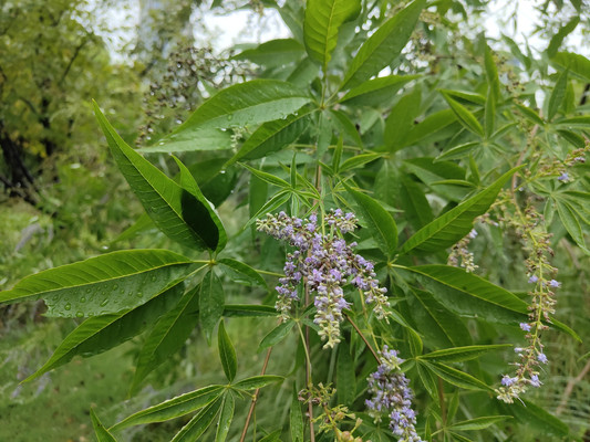 穗花牡荆，高颜值长花期
