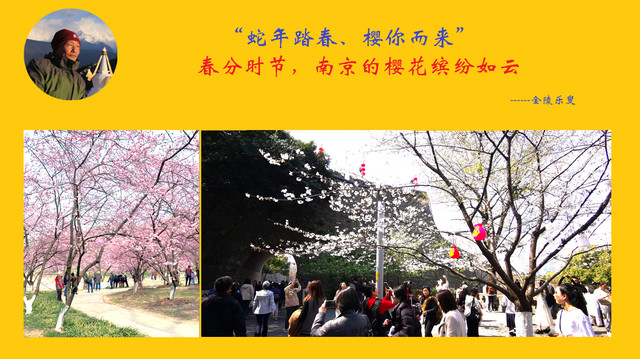 “蛇年踏春,樱你而来"!春分时节,南京的樱花缤纷如云。
