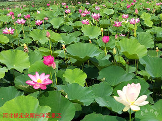 吾乐行的世界——行走于河北的花花世界