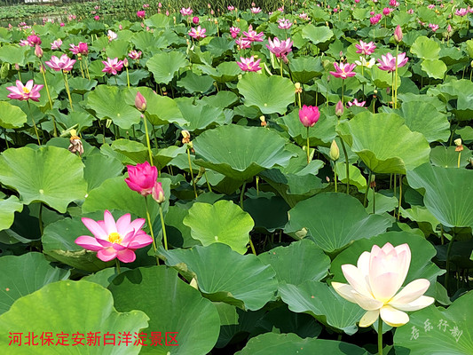 吾乐行的世界——行走于河北的花花世界